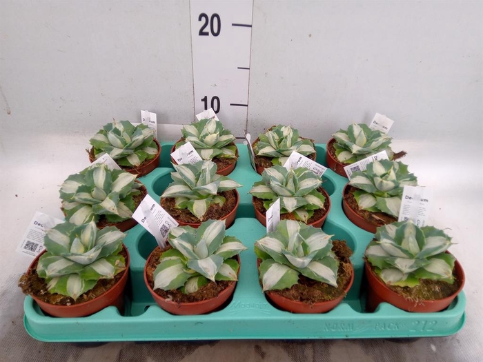 <h4>Agave   ...</h4>