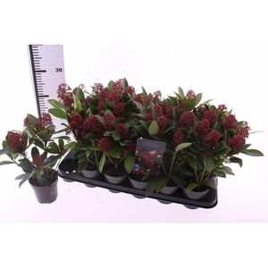 Skimmia j. 'Rubella'