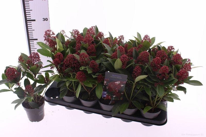 <h4>Skimmia j. 'Rubella'</h4>