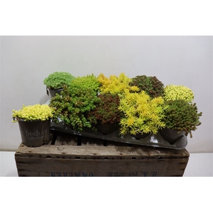 Sedum Gem