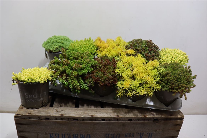 <h4>Sedum Gem</h4>