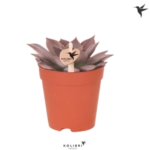 Kolibri Greens Succulenten Echeveria Seginus