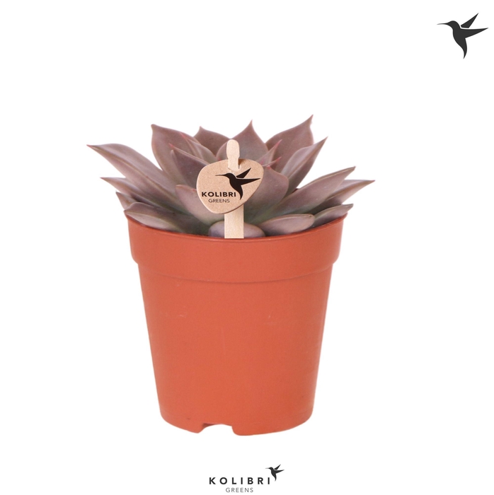<h4>Kolibri Greens Succulenten Echeveria Seginus</h4>