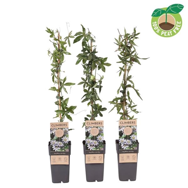 <h4>Passiflora caerulea, P15</h4>