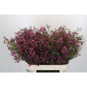 Chamelaucium Rotem