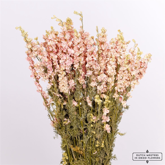 <h4>Dried Delphinium Pink Extra X5 Bunch</h4>