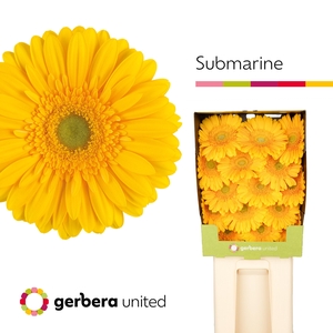 Gerbera Submarine Diamond