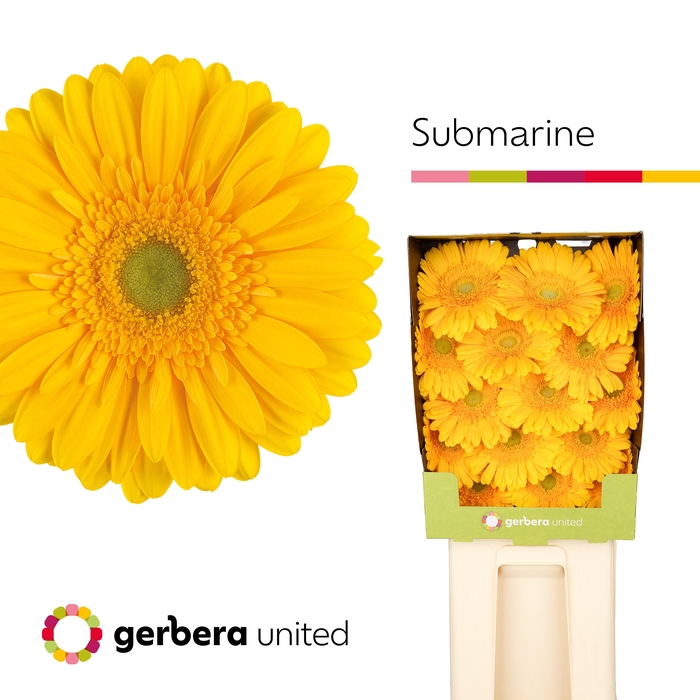 <h4>Gerbera Submarine Diamond</h4>