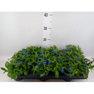 Lobelia erin. 'SweetSpring Blue'