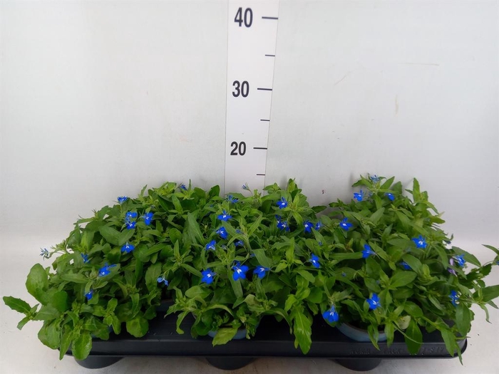 <h4>Lobelia erin. 'SweetSpring Blue'</h4>