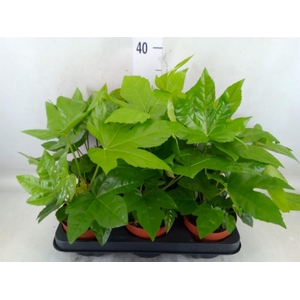 Fatsia japonica   ...