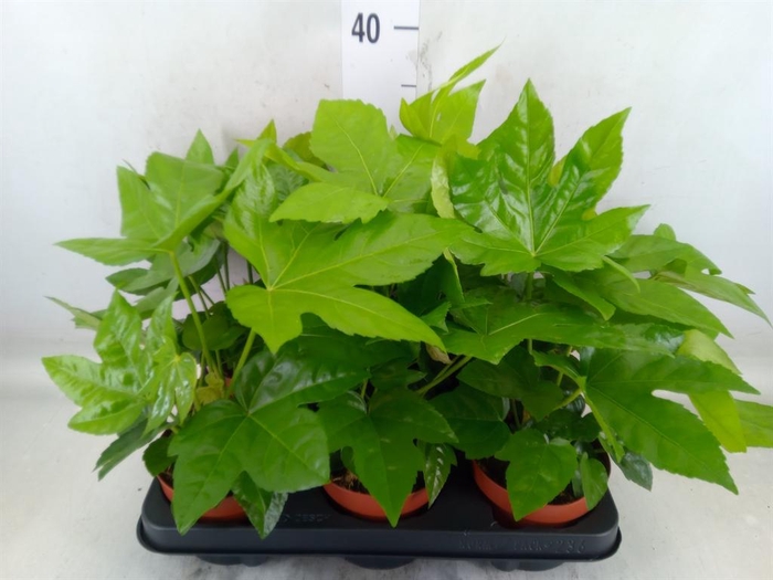 <h4>Fatsia japonica   ...</h4>