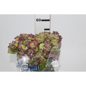 HORTENSIA FORCE CLASSICA 050 CM