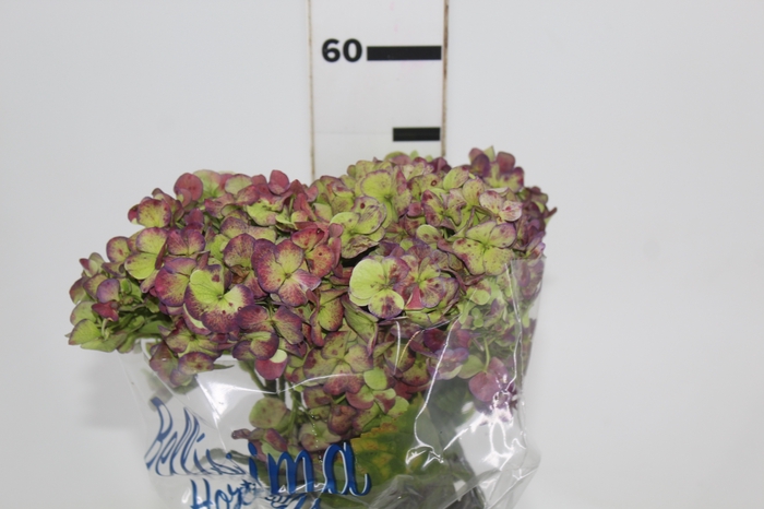 <h4>HORTENSIA FORCE CLASSICA 050 CM</h4>