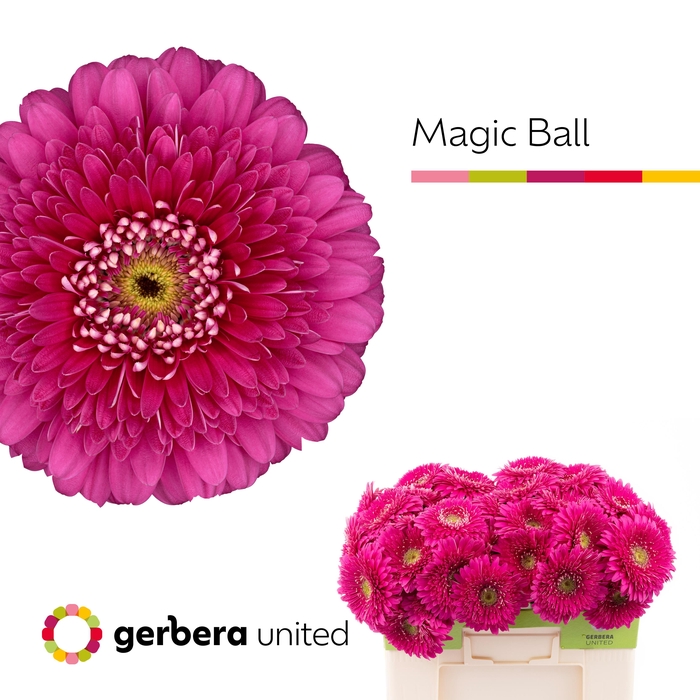 <h4>Gerbera Pomponi Magic Ball Water</h4>