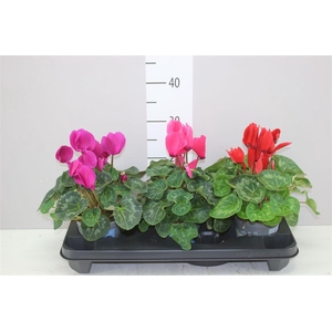 Cyclamen Gr S S Xl Gemengd