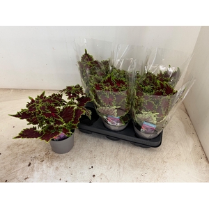 PLEC C MS BOURON STR