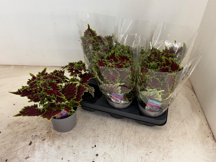 <h4>PLEC C MS BOURON STR</h4>