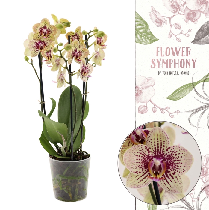 <h4>Flower Symphony | 108871 | Phalaenopsis 3 spike</h4>