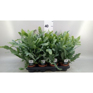 Phlebodium aureum 'Blue Star'