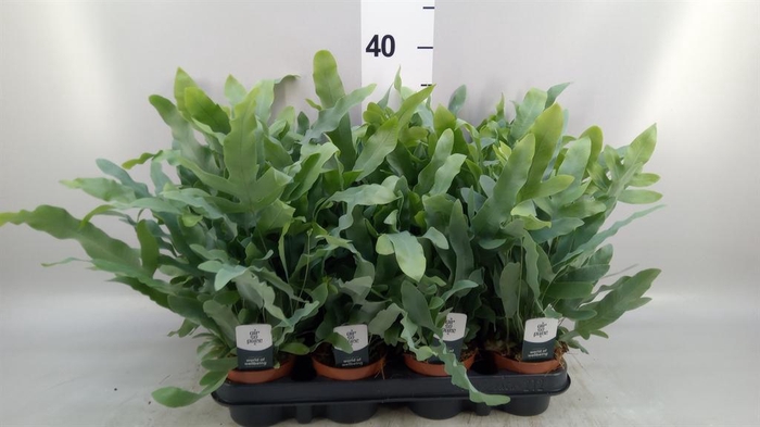 <h4>Phlebodium aureum 'Blue Star'</h4>
