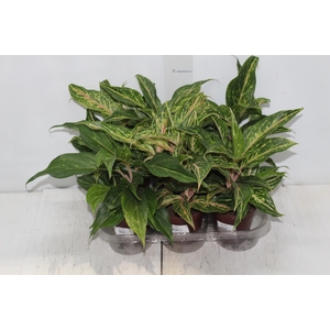 AGLAONEMA BUTTERFLY P12