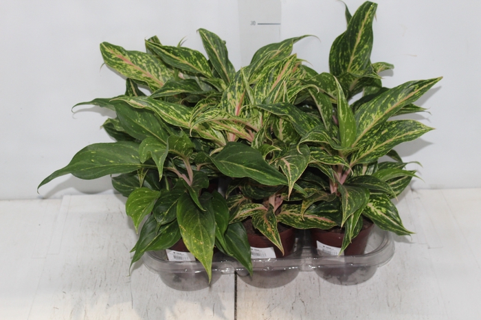 <h4>AGLAONEMA BUTTERFLY P12</h4>