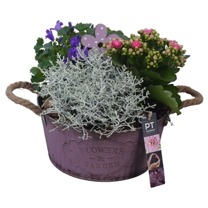 Arr.   Tuinplanten L%