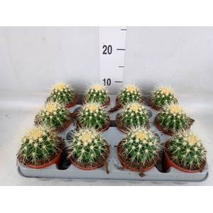 Echinocactus grusonii