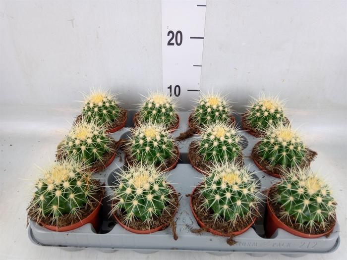 <h4>Echinocactus grusonii</h4>