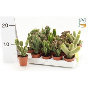 Cactus mix 5,5Ø 10cm