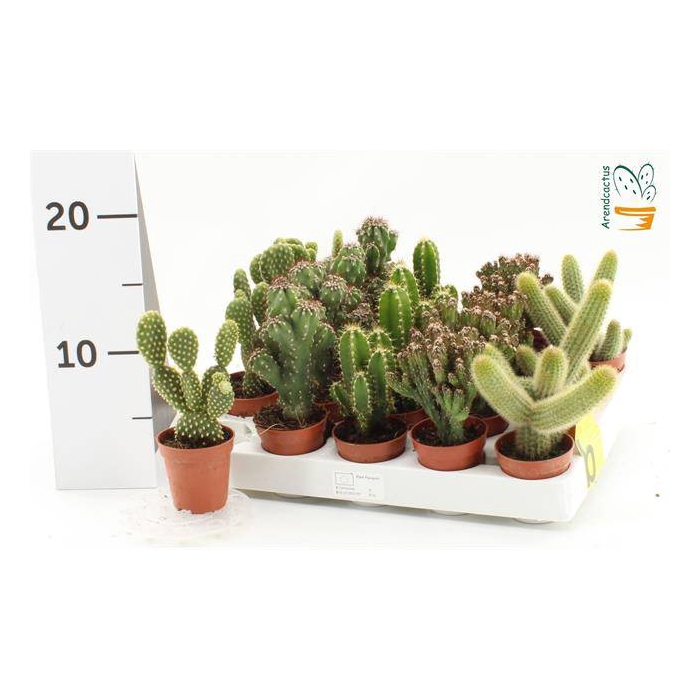 <h4>Cactus mix 5,5Ø 10cm</h4>