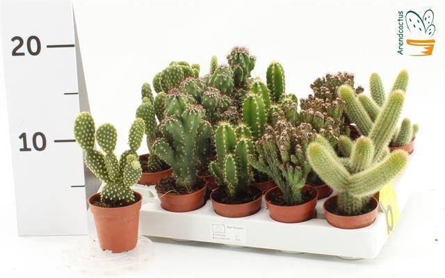 Cactus mix 5,5Ø 10cm
