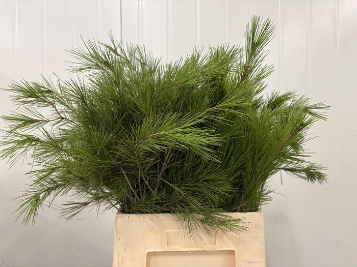 <h4>PINUS STROBUS</h4>