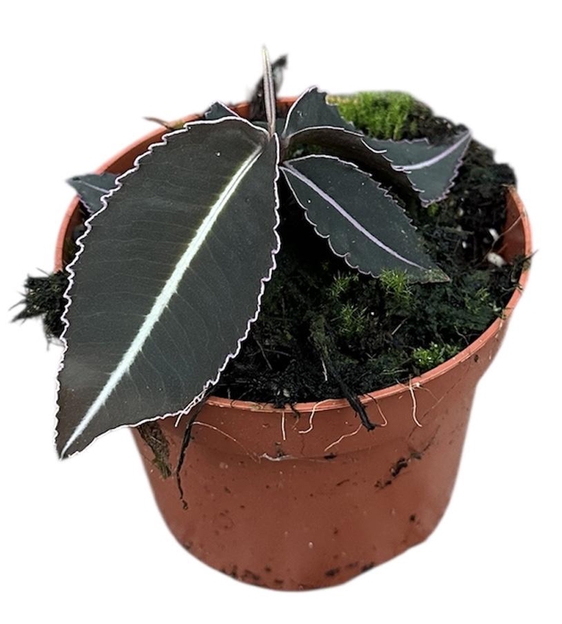 <h4>Labisia Pumila</h4>