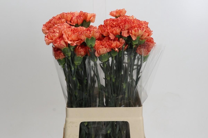 <h4>Dianthus St Cowboy</h4>