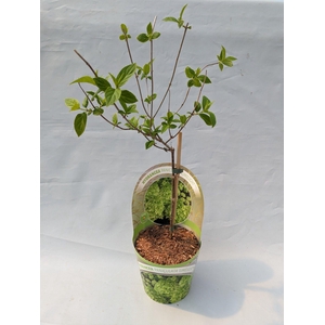 Hydrangea Paniculata - Stam 'Limelight' 17 cm in potcover 'Beauty-Line'