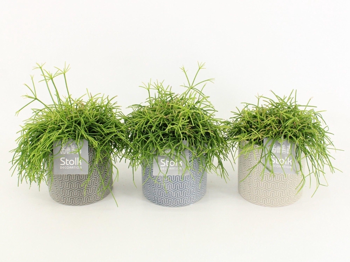 <h4>Rhipsalis Cassutha in Gaia keramiek</h4>