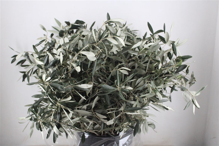 <h4>Olive 400gr P/b</h4>