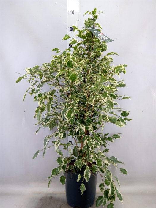 <h4>Ficus benja. 'Twilight'</h4>