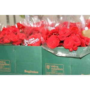BEGONIA BALADIN P15