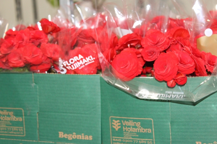 <h4>BEGONIA BALADIN P15</h4>