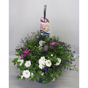 Hangpotten 37 cm met waterreservoir Mix 09 White purple sky mix