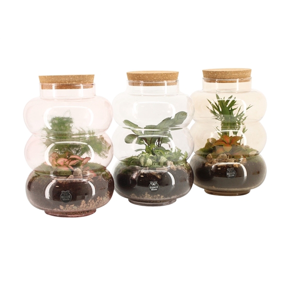 <h4>90692: Terrarium arrangement</h4>