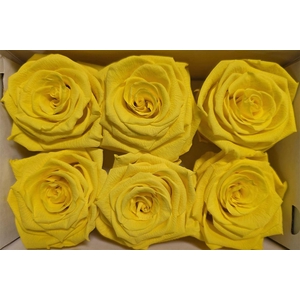 Ro Pres Classic Yellow