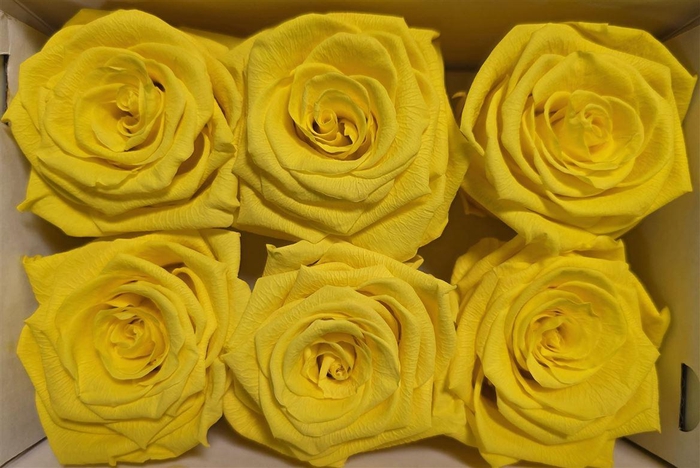 <h4>Ro Pres Classic Yellow</h4>