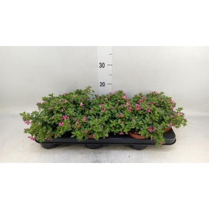 Calibrachoa  'Minifam Rave Pink'