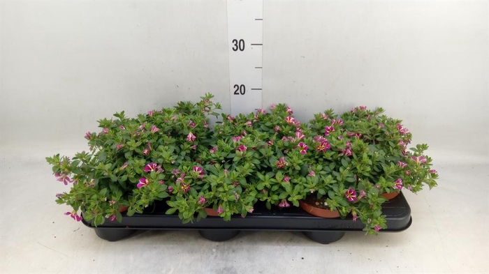 <h4>Calibrachoa  'Minifam Rave Pink'</h4>