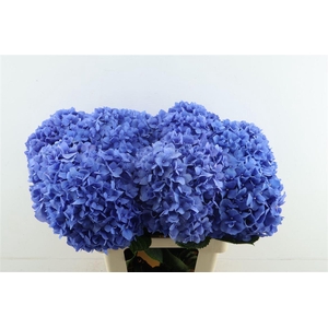 Hydr M Pimpernel 60-23