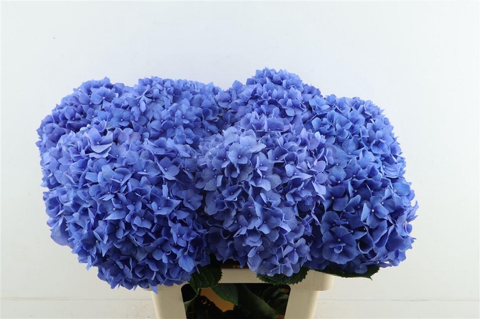 <h4>Hydr M Pimpernel 60-23</h4>